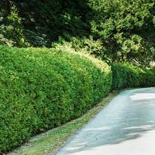 Full sun to partial shade 13 Best Shrubs For Making Hedges