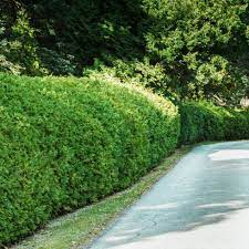 For a hedge of mixed colours, choose varieties with similar growth characteristics. 13 Best Shrubs For Making Hedges
