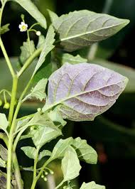 Image result for Solanum litoraneum