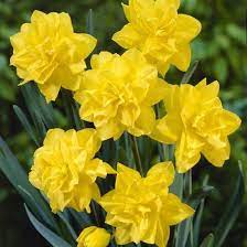 Check spelling or type a new query. Daffodil Narcissus Double Golden Ducat From Longfield Gardens 50 Bulb Flowers Daffodil Bulbs Wholesale Flowers