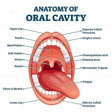 The goal of the surgery is to remove the whole tumor and a small amount of normal tissue don't take more of any medication than the amount directed on the label or as instructed by your healthcare provider. Oral Cavity Anatomy With Educational Labeled Structure Vector Illustration Oral Cavity Oral Anatomy Oral