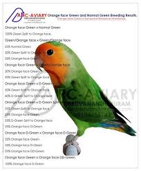 Blue Bird With Orange Wings Akhilchandrika Orange Face Green And Normal Green Breeding Result African Lovebirds Pet Birds African Love