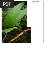 Image result for Achyrospermum ciliatum