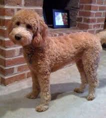 Check spelling or type a new query. 13 Goldendoodle Haircuts Ideas Goldendoodle Haircuts Goldendoodle Goldendoodle Grooming