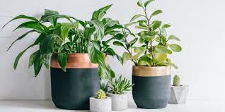 We did not find results for: 5 Reasons Your Plant S Leaves Are Turning Yellow What To Do