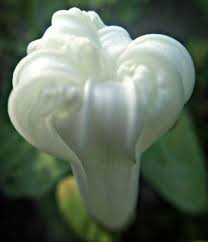 We did not find results for: Macro Photography Flower Steemkr