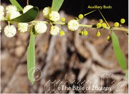 Image result for Adenostemma afrum