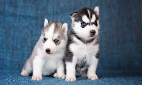 Buying a husky from a backyard breeder can cost about $150 to $450, depending on the age of the puppy and whether he or she is registered or not. Baby Husky Cost Yorkiepuppycost Baby Huskies Husky Dog Crying