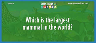 There are lots of different icebreaker games to choose. Question Which Is The Largest Mammal In The World