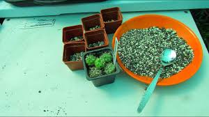 Echinocactus texensis is a stout barrel cactus, solitary when young and very rarely slowly clustering in age. Transplanting Homalocephala Texensis Cactus Seedlings Horse Crippler Cactus Echinocactus Texensis Youtube