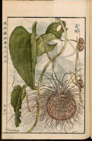 Image result for Dioscorea asteriscus