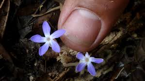 Image result for Voyria