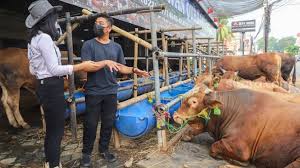 Surat permohonan permintaan hewan rusa : Pemkot Depok Perbolehkan Potong Hewan Kurban Berikut Syarat Dan Ketentuannya Suara Bogor