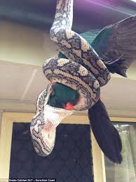 We did not find results for: Snake Catcher Stuart Mckenzie Posts Photo Of A Python Eating A King Parrot On Facebook Daily Mail Online