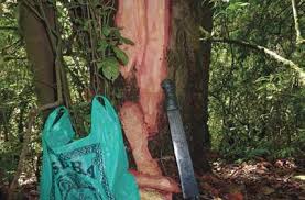 Image result for Millettia psilopetala