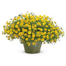Proven Winners 4 Pack 4 25 In Grande Goldilocks Rocks Bidens Live Plant Yellow Flowers Bidprw1047524 The Home Depot Chrysanthemum Plant Garden Flower Beds Rock Flower Beds
