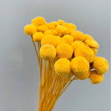 Check spelling or type a new query. Wholesale Real Natural Dry Flower Colorful Dried Button Flower For Floral Arrangement Buy Dried Button Flower Colorful Dried Button Flower Dry Flower Product On Alibaba Com