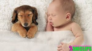 Baby dogs are amazing creature because they are the cutest and most funny. Cute Little Puppies And Baby Youtube