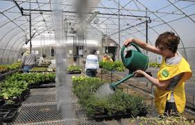 Heart of the Home: Oak Park Conservatory prepares for annual plant sale
