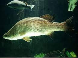 It's important to learn when to use each. Barramundi Wikipedia