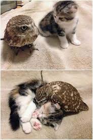 Ilkay Adli Kullanicinin Siirler Panosundaki Pin Cok Sirin Hayvanlar Hayvan Ve Cute Kittens