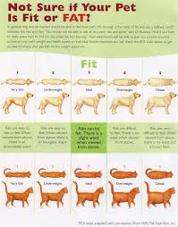 Explicit Corgi Puppy Weight Chart Weight Of Animals Chart