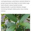 Lawat kawasan tapak rumah dengan muizz. 1