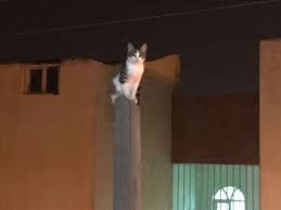 Nusaybin De Gece Kedi Kurtarma Operasyonu