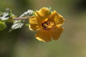 Image result for Abutilon mauritianum
