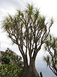 Image result for Beaucarnea recurvata