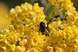 The violet flowers where the bees dwell produced far more nectar than the next most rewarding flower color, blue. Bees In Your Backyard Spring Pollination With Gentle Orchard Mason Bees Seattle S Favorite Garden Store Since 1924 Swansons Nursery Mason Bees Pollination Oregon Grape