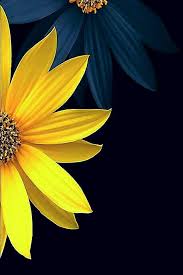 Color Colour Flower Background Iphone Flower Painting Flower Backgrounds