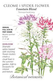 Image result for Cleome