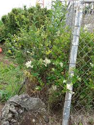 Image result for Ligustrum ovalifolium