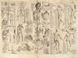 File Anatomical Chart Cyclopaedia 1728 Volume 1 Between