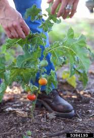 Image result for Solanum capsicoides