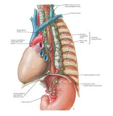 Lymph Vessels And Nodes Of Esophagus Anatomy Inferior Deep Cervical Internal Jugular Nodes Thoracic Lymph Vessels Thoracic Duct Lymphatic System Anatomy