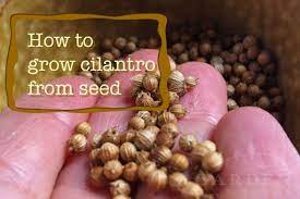 How To Grow Cilantro Coriander Garden Mentors Growing Cilantro Growing Coriander Growing Seeds
