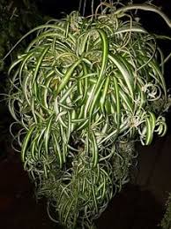 Prized for its air purifying nature. 3 Fresh Variegated Curly Spider Plant Cuttings Bonnie Rare Ebay
