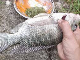Cara mengetahui tempat ikan nila berkumpul cara budidaya ikan gurame terbukti panen lebih cepat lebih untung ikan ini dapat berkembang biak dengan cepat dalam rentang waktu pemeliharaan 5 hingga 6 from i0.wp.com cara budidaya ikan nila di kolam terpal, kolam tanah (air tenang), kolam beton, dan sistem bioflok selain itu dibuat juga satu cerukan. Daftar Umpan Ikan Nila Paling Jitu Dan Cara Membuatnya