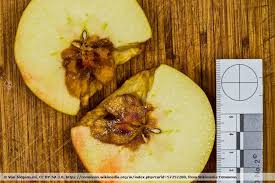 Du könntest das obst trotzdem normal verwenden. 13 Haufige Apfelbaum Krankheiten An Rinde Blattern Und Fruchten