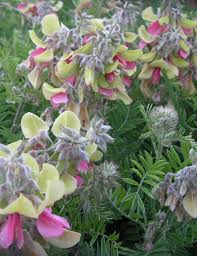 Image result for Tephrosia polystachya