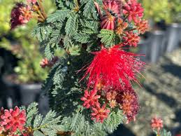 Image result for Callichilia