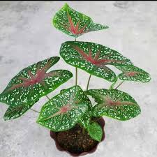 Jual Tanaman Hias Keladi Red Star Tanaman Hias Caladium Red Star Keladi Kab Bogor Pasar Tanaman Hias Tokopedia