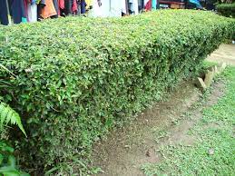 Maybe you would like to learn more about one of these? Jom Tanam Bunga Pokok Pagar Dan Tepus