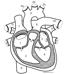 Now introduce your child to anatomy with these 10 free printable anatomy coloring pages. Heart Diagram Sheet Wiring Diagram Overview Symbol Chalk Symbol Chalk Aigaravenna It