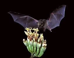 Bats are important pollinators for many plants. The Bat Friendly Home Garden Spadefoot Nursery