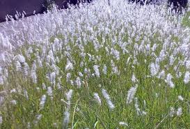 Image result for Bothriochloa