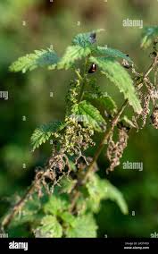 Image result for Scepocarpus trinervis