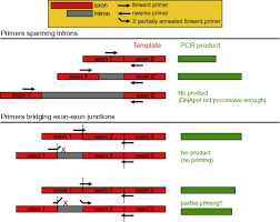 Reverse transcriptase enzyme transcribes the template rna and forms complementary dna (cdna). Reverse Transcription Polymerase Chain Reaction An Overview Sciencedirect Topics
